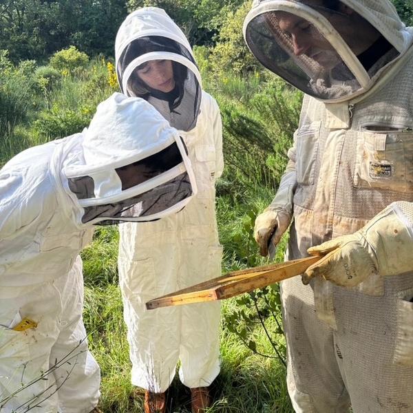 Apinae Apiculture - Bollène