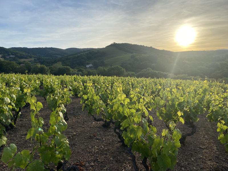Les Cadoles du Domaine de Croifolie_Salles-Arbuissonnas-en-Beaujolais