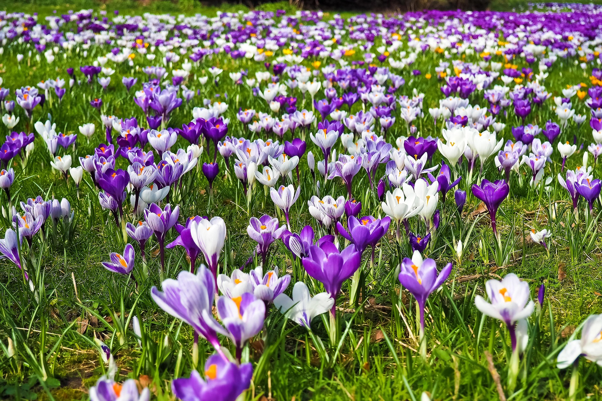 Printemps de l'Albarine_Tenay