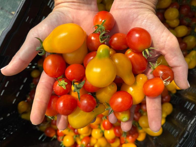 Maraichage biologique