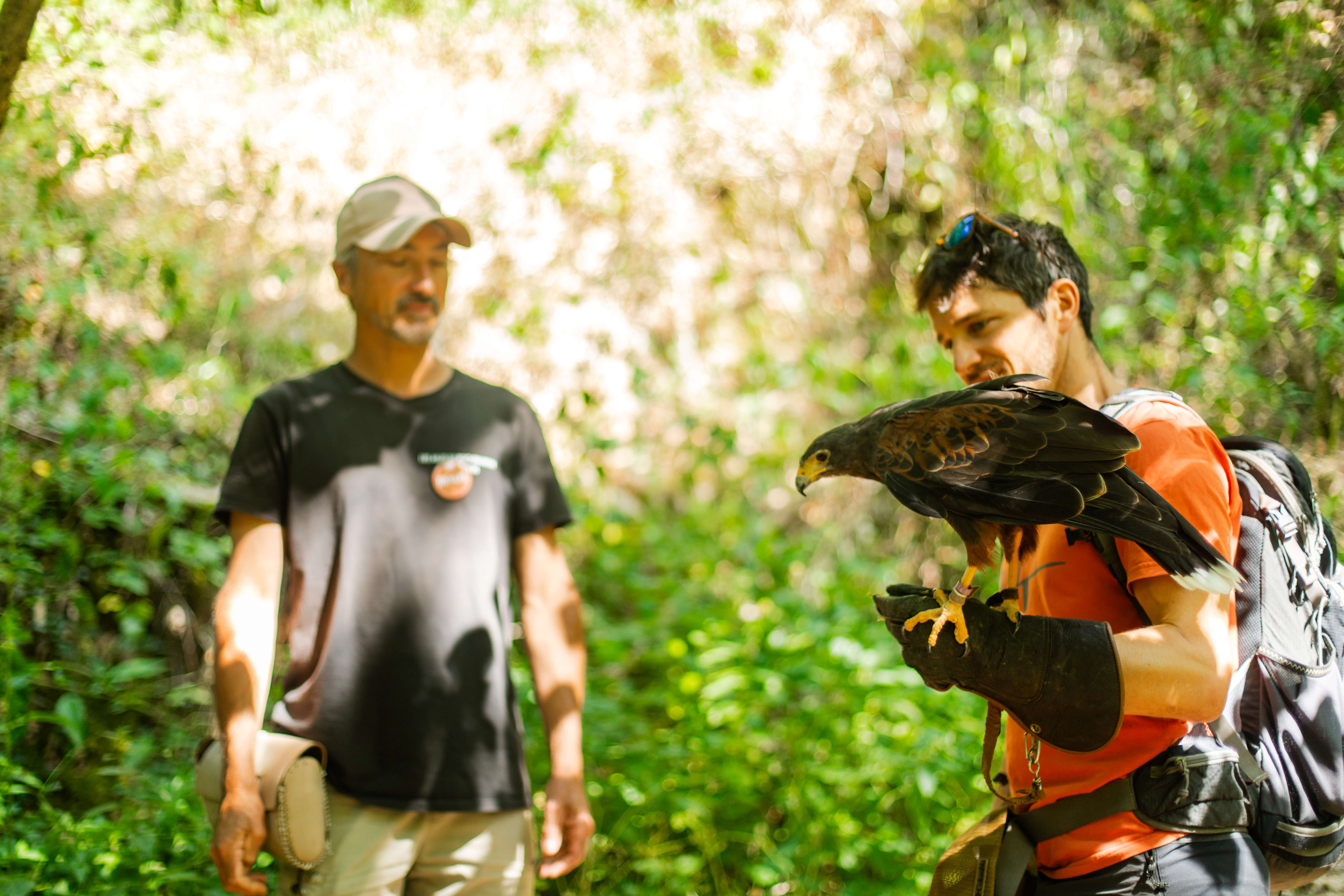 Balade en compagnie d'un rapace
