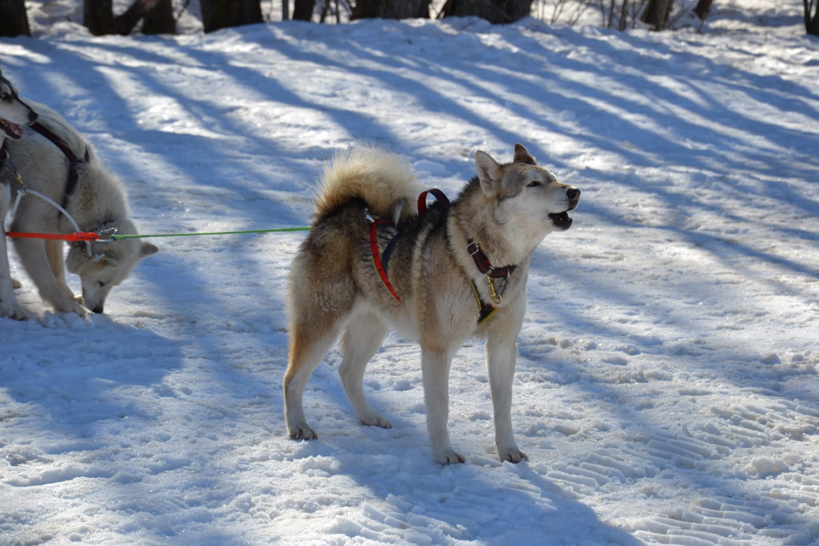 Baptême et sortie en chiens de traineaux  Saint-Gervais Mont-Blanc –  Montagne, Glisses, Thermalisme et Bien-Vivre