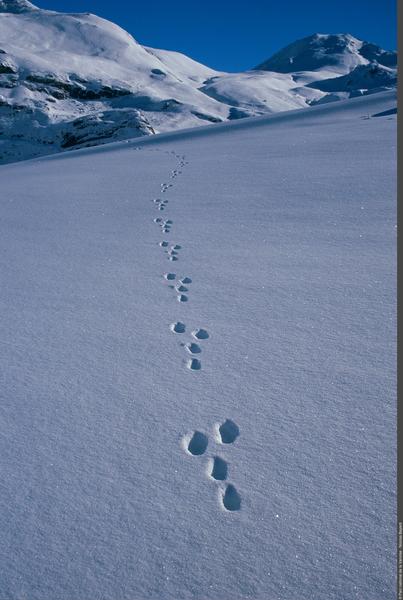 Exposition Traces et indices de vie de la faune sauvage_Aussois