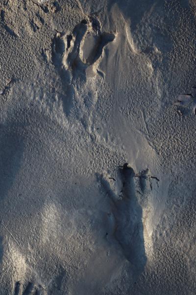 Sortie sur les traces du castor