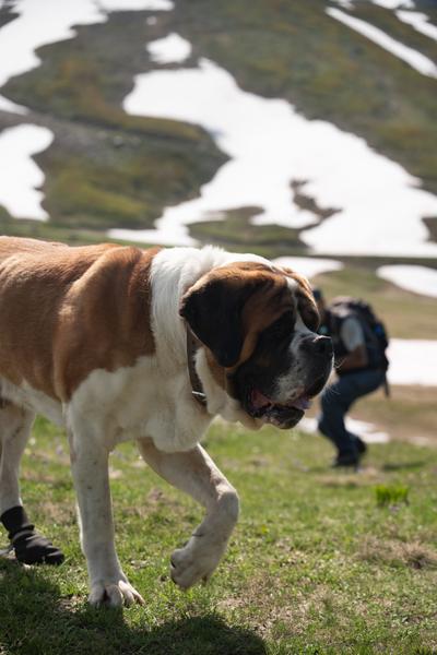 Balade avec les Saint-Bernard du Petit-Saint-Bernard