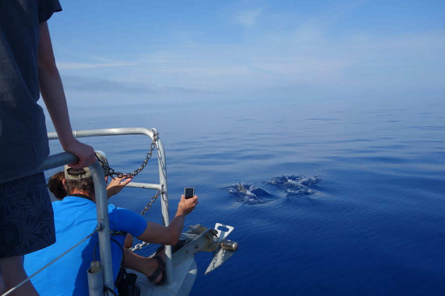 A la rencontre des dauphins et mammifère