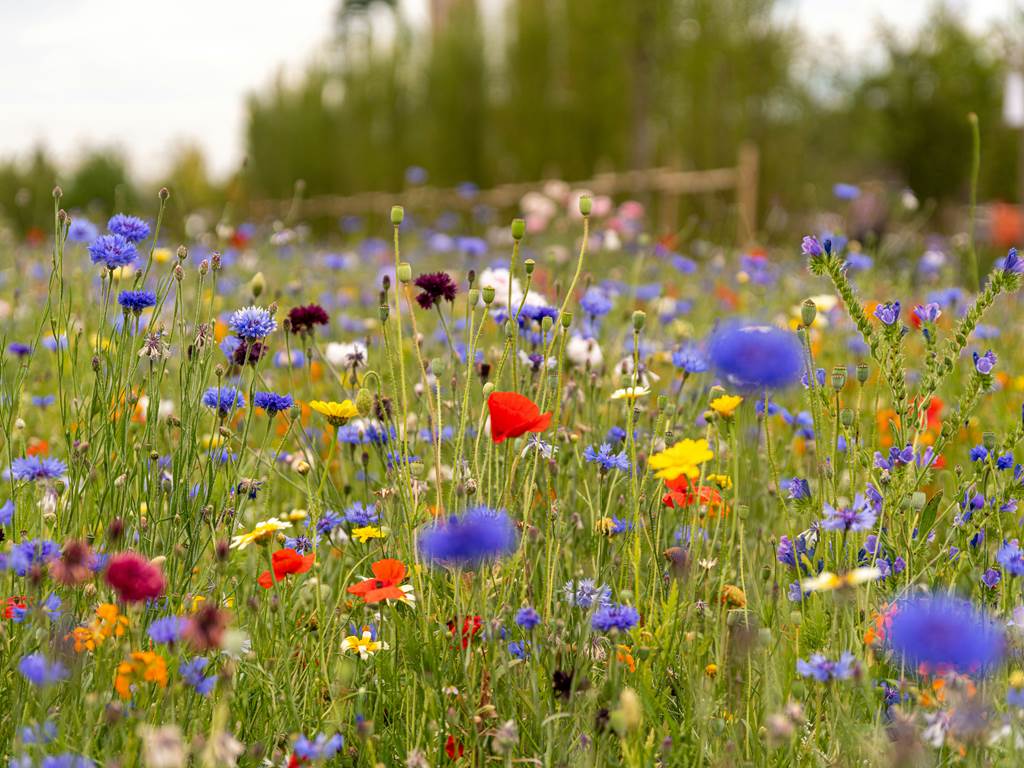 Les fleurs des chemins : Petits trésors au bord des sentiers — visuel événement