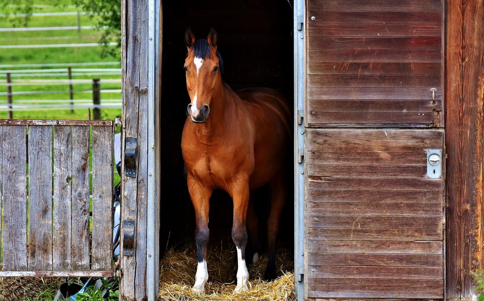 Poney découverte 17