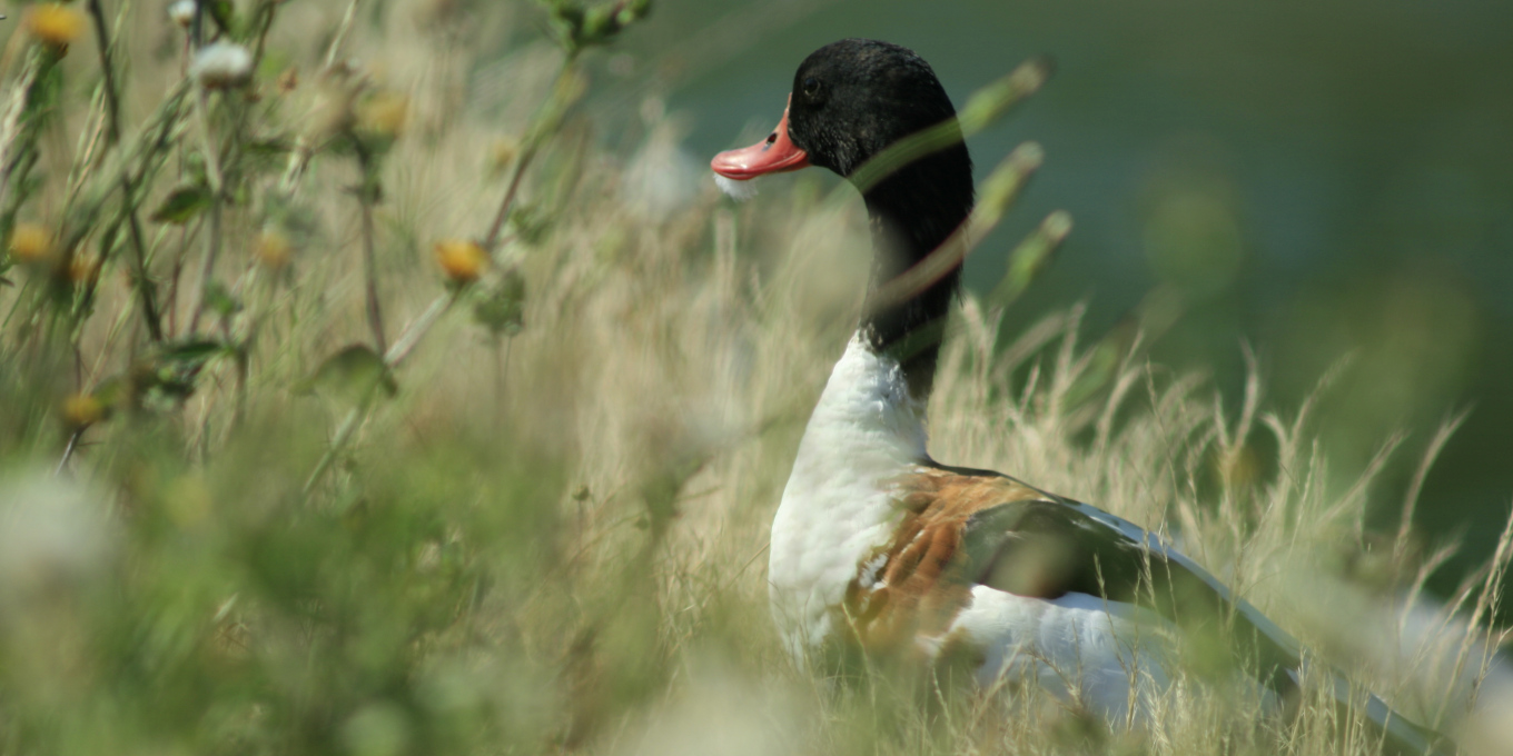 Visite guidée - Oiseaux, plantes et libellules du marais de Tasdon
