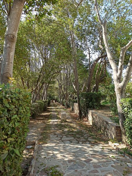 Allée menant à la chapelle Minuty à Gassin - https://gassin.eu