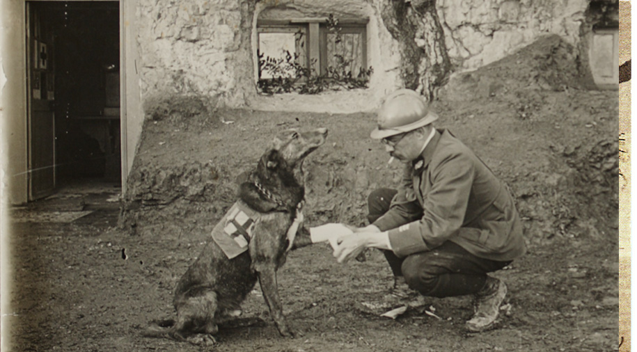 Visite guidée Les animaux dans la guerre