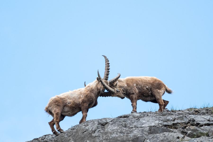 - © Mireille Coulon, Parc national des Ecrins. 138517_HD - © Mireille Coulon, Parc national des Ecrins.