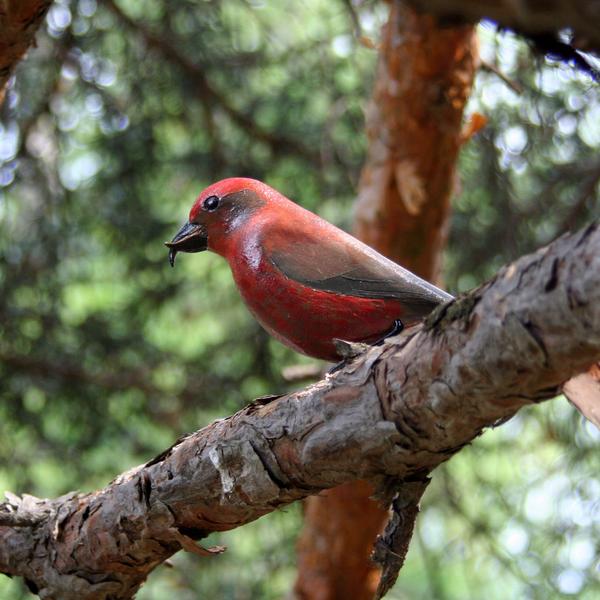 Le sentier des oiseaux