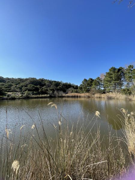 Randonnée découverte de la flore méditerranénne avec guide SAB Esterel_Roquebrune-sur-Argens