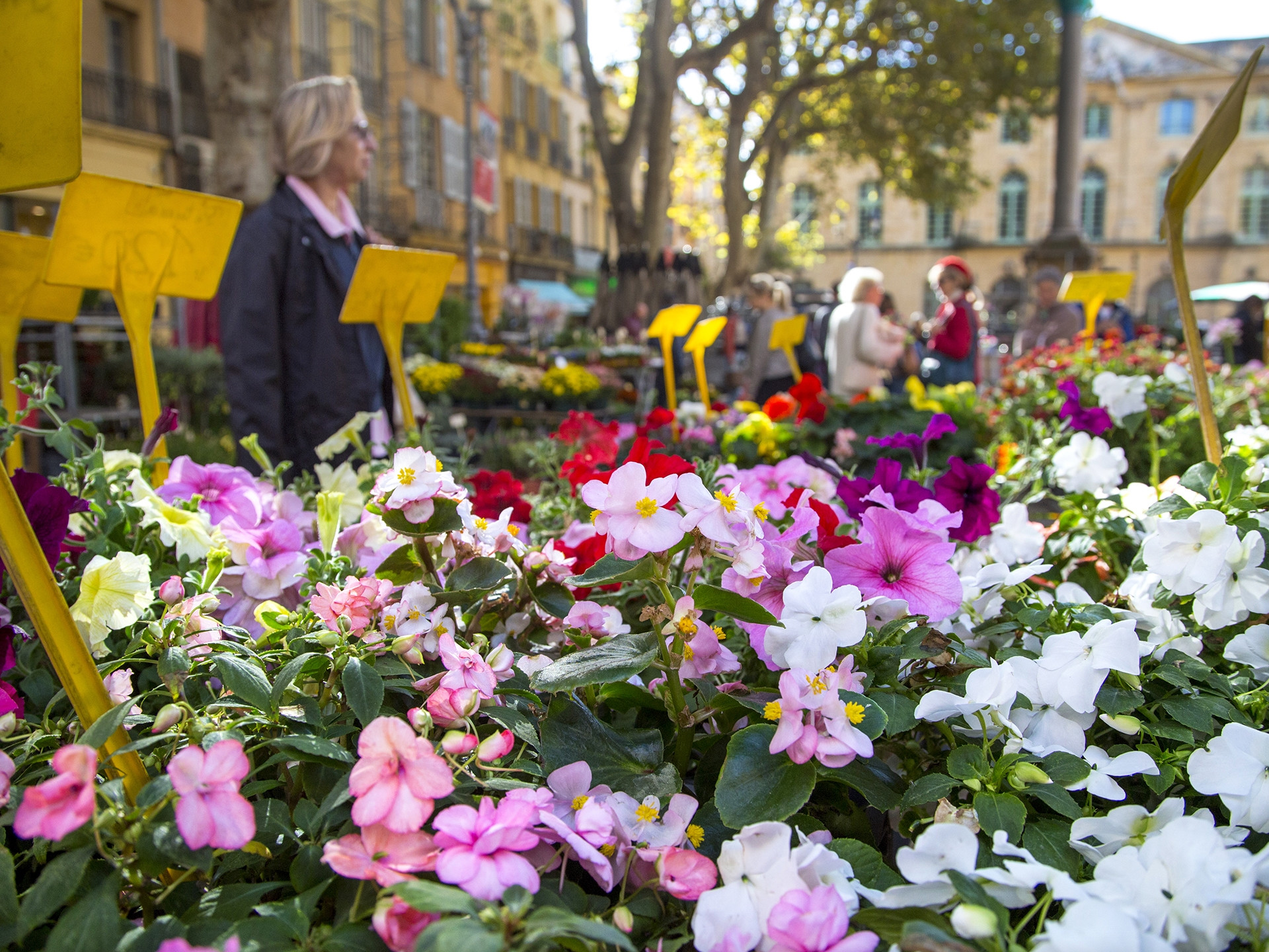 Le marché aux fleurs d'Aix-en-Provence