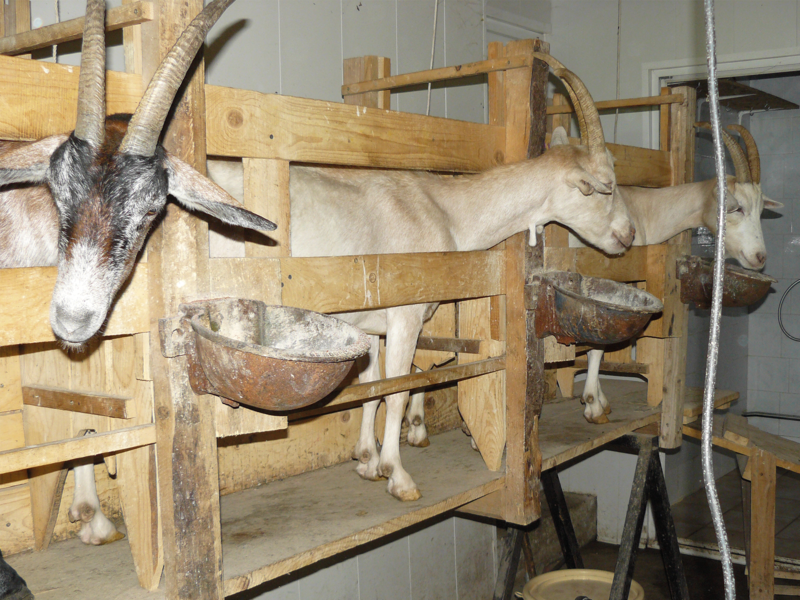 Salle de traite de la Ferme du Naray
