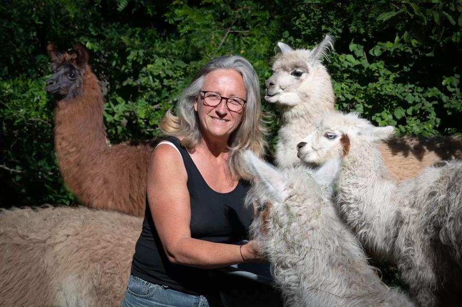 Balade avec des lamas