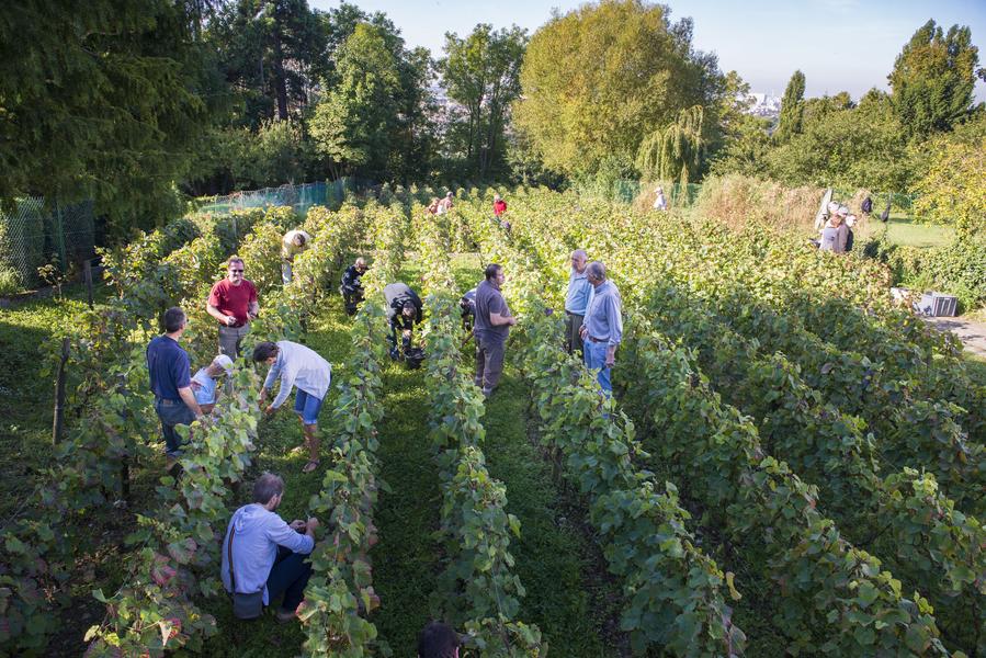 Balade dégustation - Le Plateau et les Vignes du Coteau 