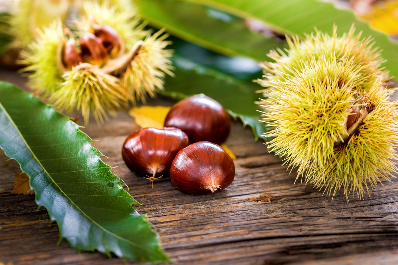 Rando-cueillette au cœur de la châtaigneraie