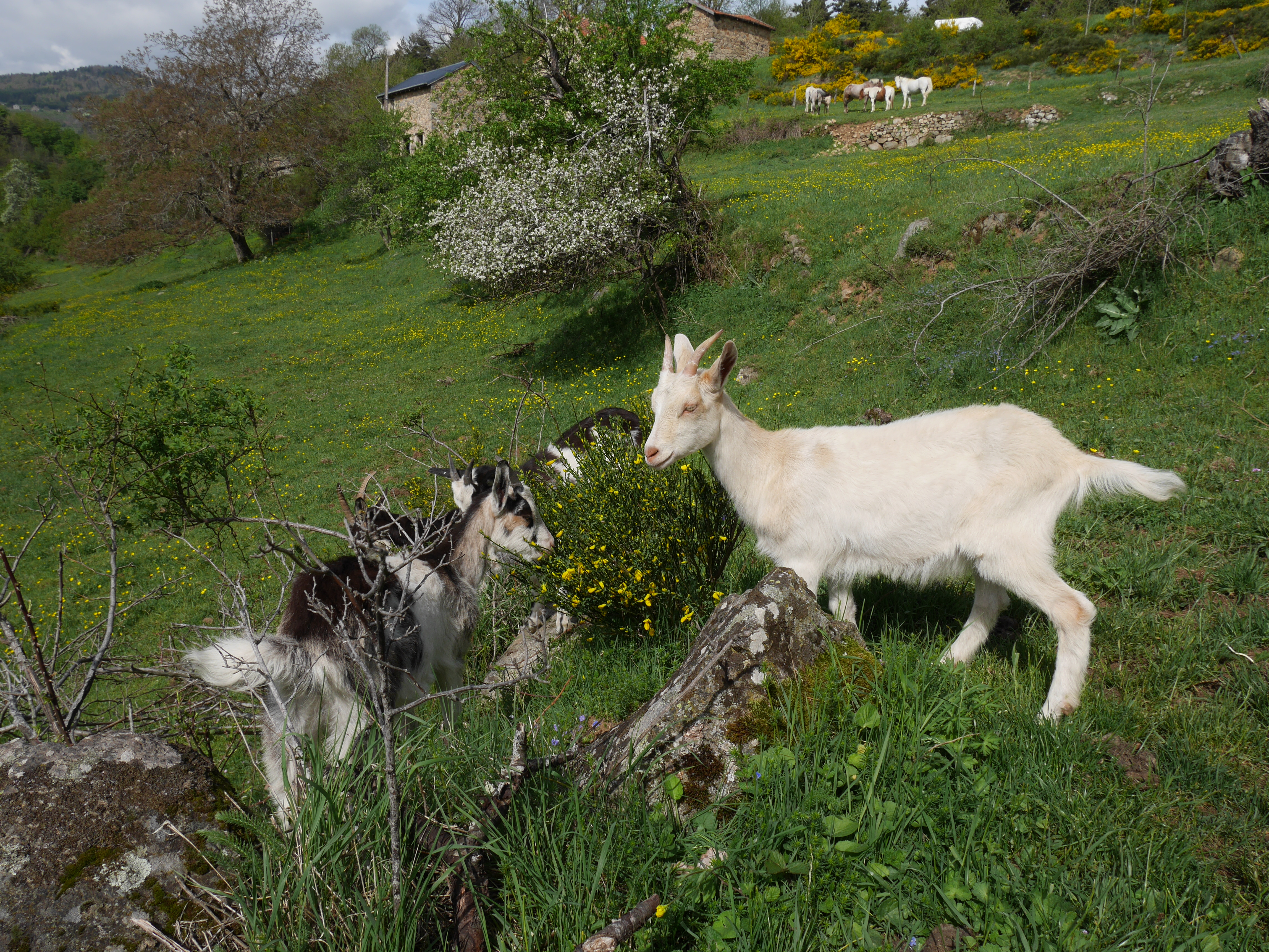 chèvres au printemps