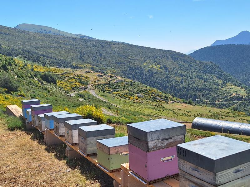 Apiculture