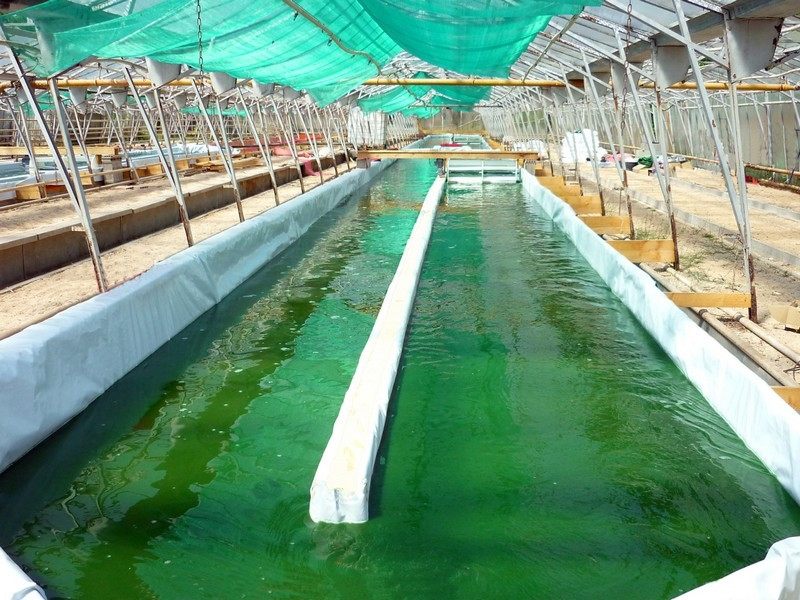 La Ferme des Parpaiouns - Couleur Spiruline — photo 3