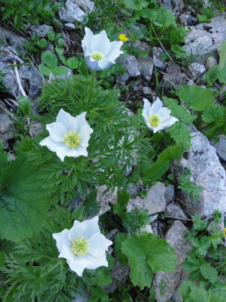 Charmant pied-à-terre pour randonner dans le Vercors