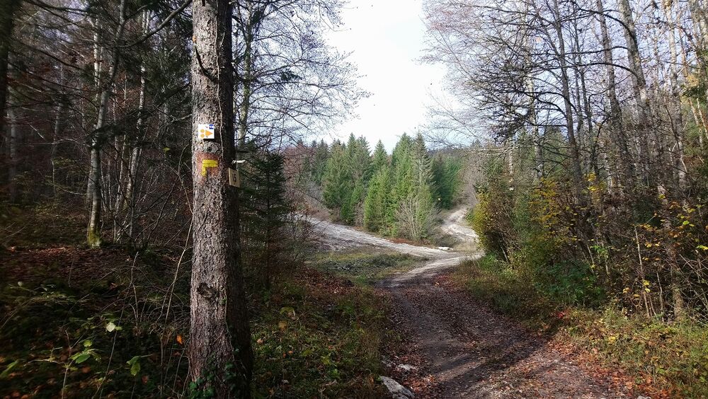 Le circuit des dinosaures