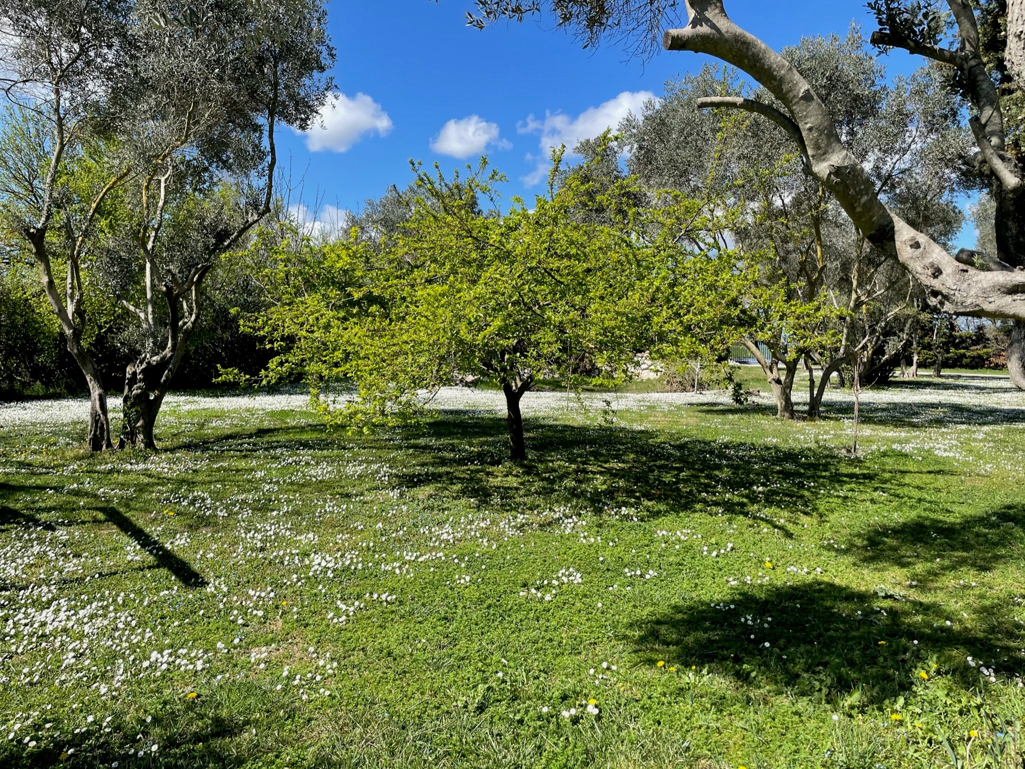 Mas des Oliviers, Arles - photo 8