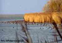 Réserve nationale de Camargue