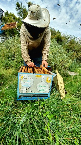 Parrainage de ruche par L'Abeille de Ré