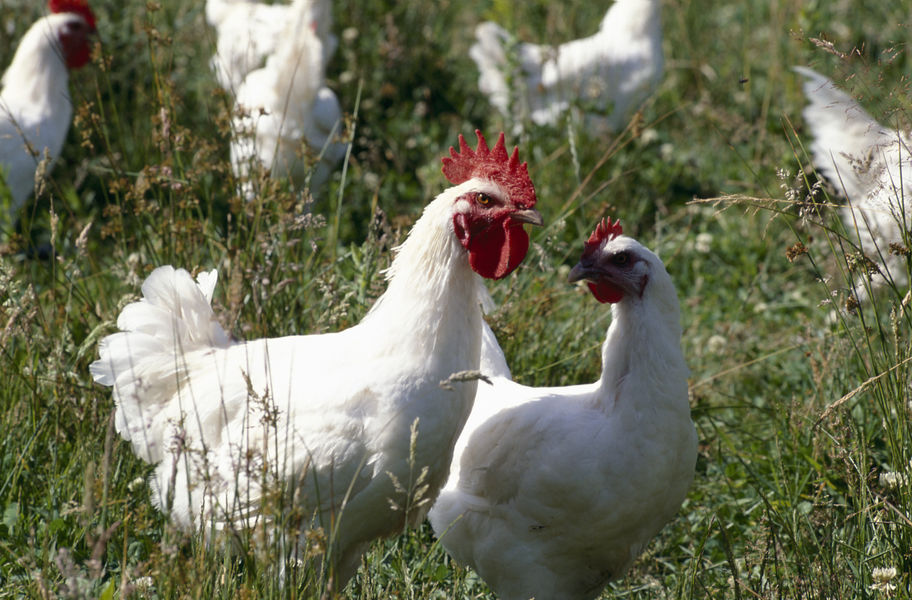 Volailles de Bresse