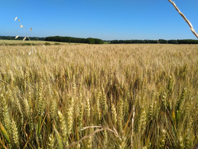 Champ de blé