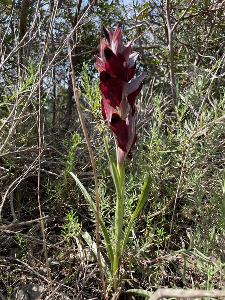 Randonnée découverte de la flore méditerranénne avec guide SAB Esterel_Roquebrune-sur-Argens
