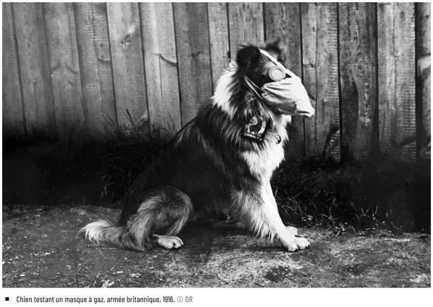 Visite guidée - Les animaux dans la Grande Guerre