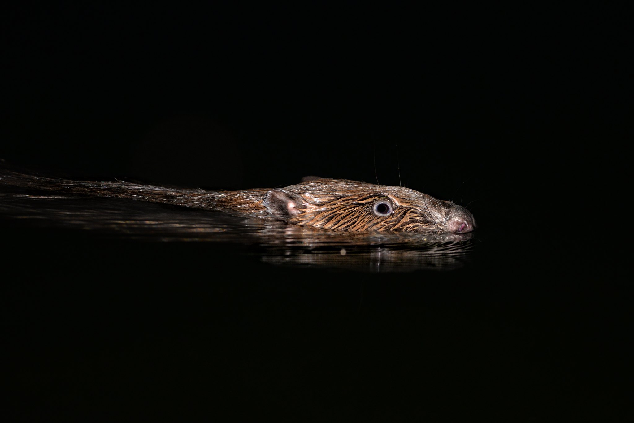 Photo d'un castor d'Eurasie