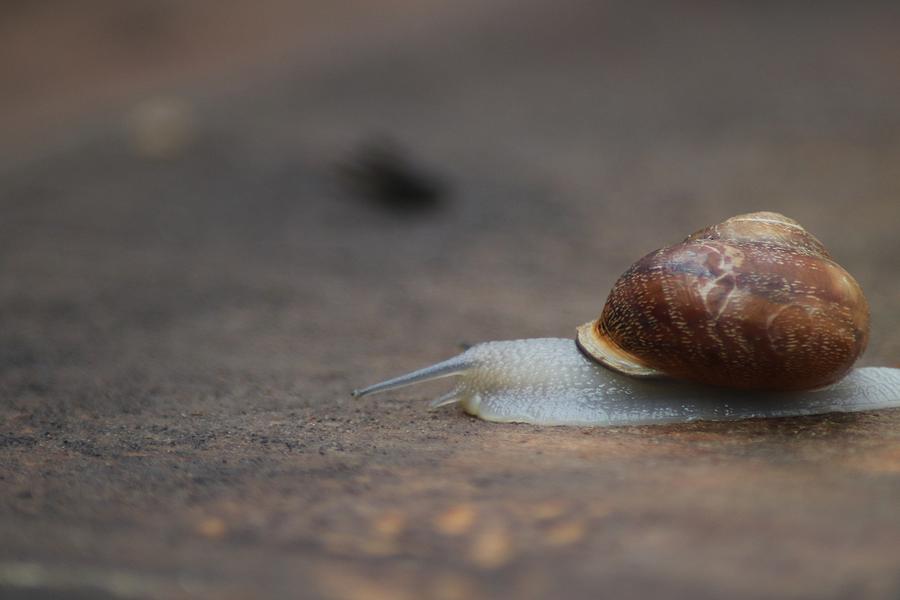 Activité enfants « Qui se cache sous la coquille »_Rayol-Canadel Sur Mer
