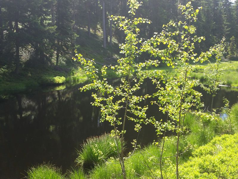 Tourbière du Lac Noir