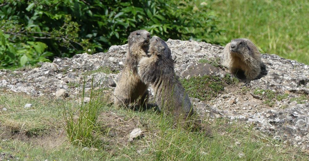Découverte de l’animal fétiche du festival : La Marmotte – Association pour la protection, l’étude et la valorisation des marmottes_Eygliers