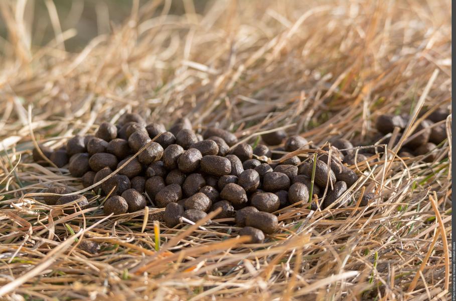 Exposition Traces et indices de vie de la faune sauvage_Aussois