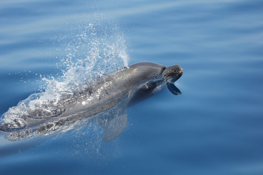 A la rencontre des dauphins et mammifère