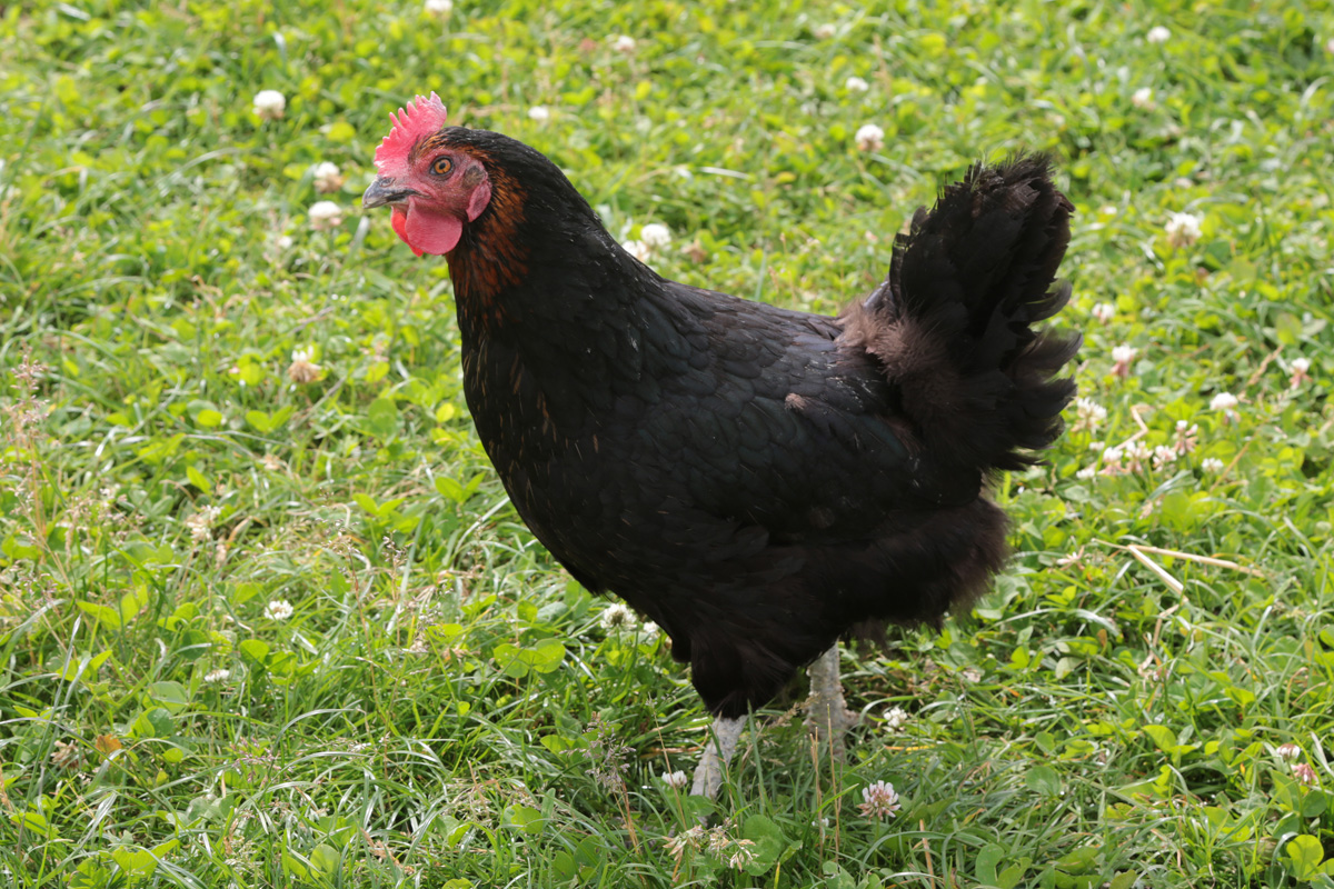 La Ferme du Fourcheret