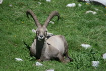 Mouflon, faune sauvage en vallée d'Abondance