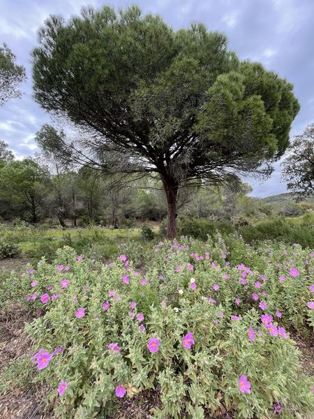 Randonnée découverte de la flore méditerranénne avec guide SAB Esterel_Roquebrune-sur-Argens