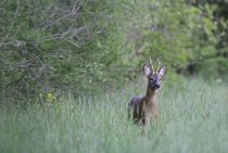Balade naturaliste au coeur de la Plaine du Forez_Poncins