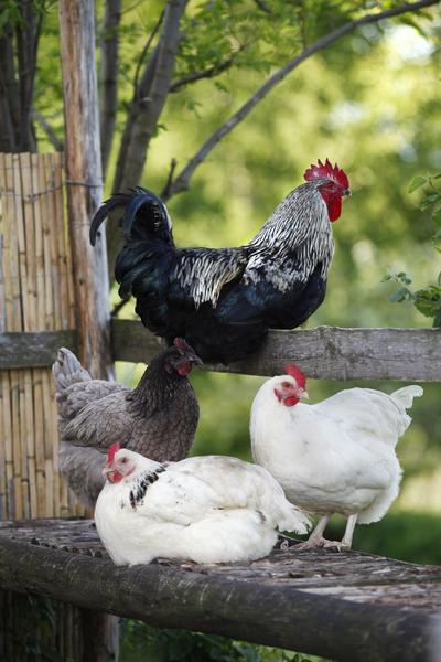 La ferme du Bois Cavnil - producteur - Les Avenières-Veyrins-Thuellins - Balcons du Dauphiné