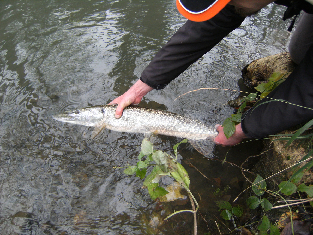 Pêche dans la Charente