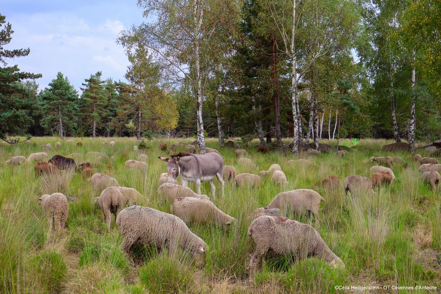 Soirée pastorale avec le berger_Montselgues