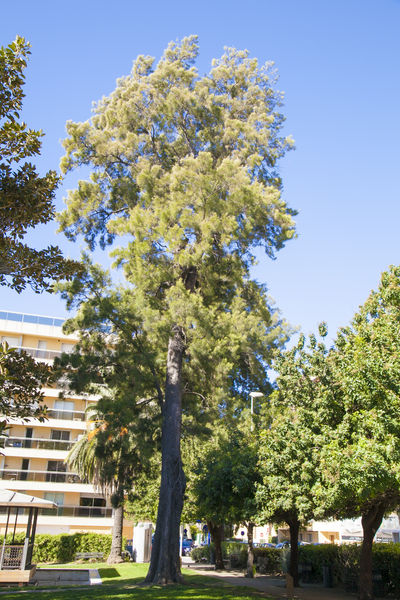Casuarina arbre