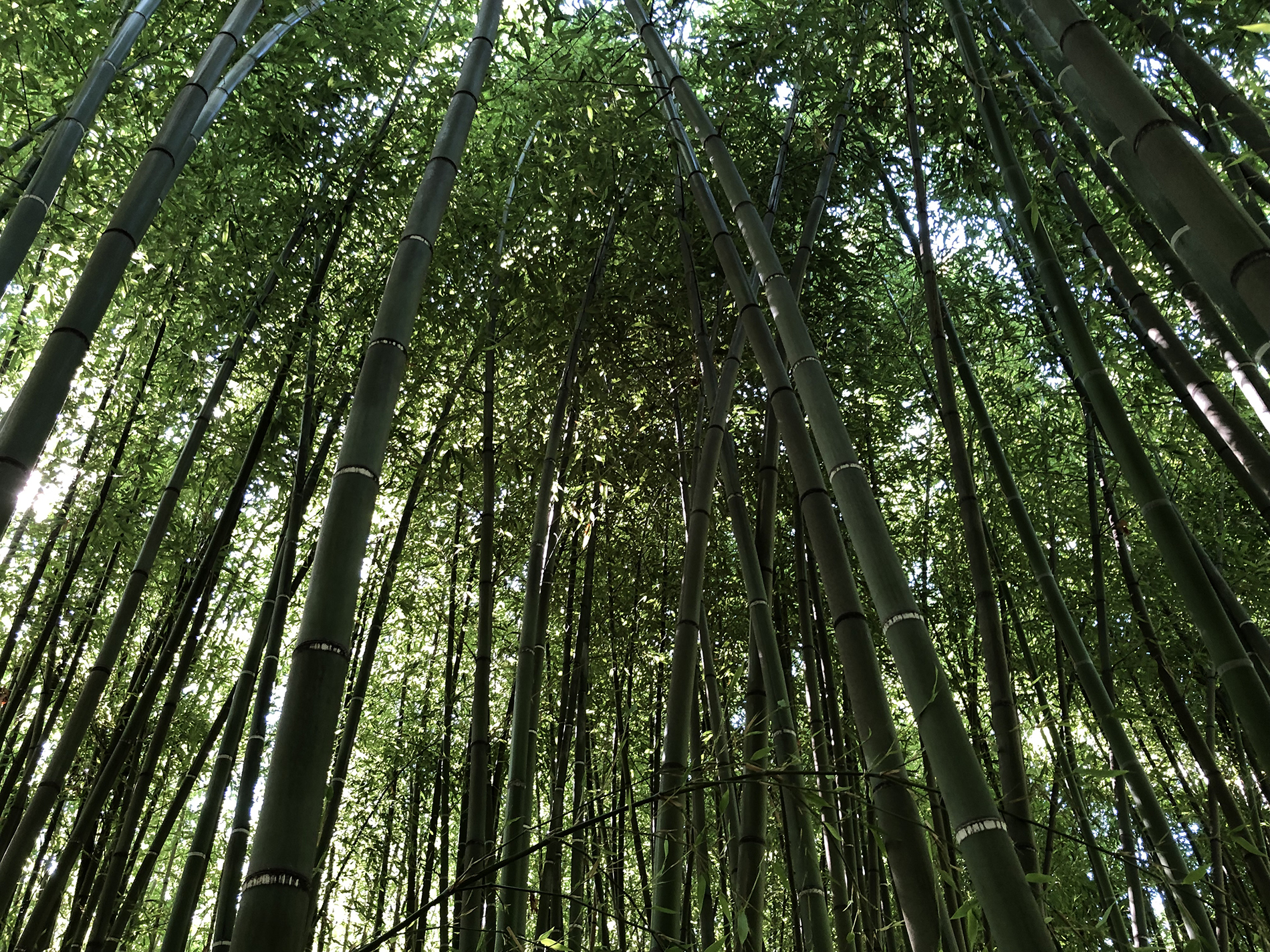 La Bambouseraie de Sulauze - Côté Réception